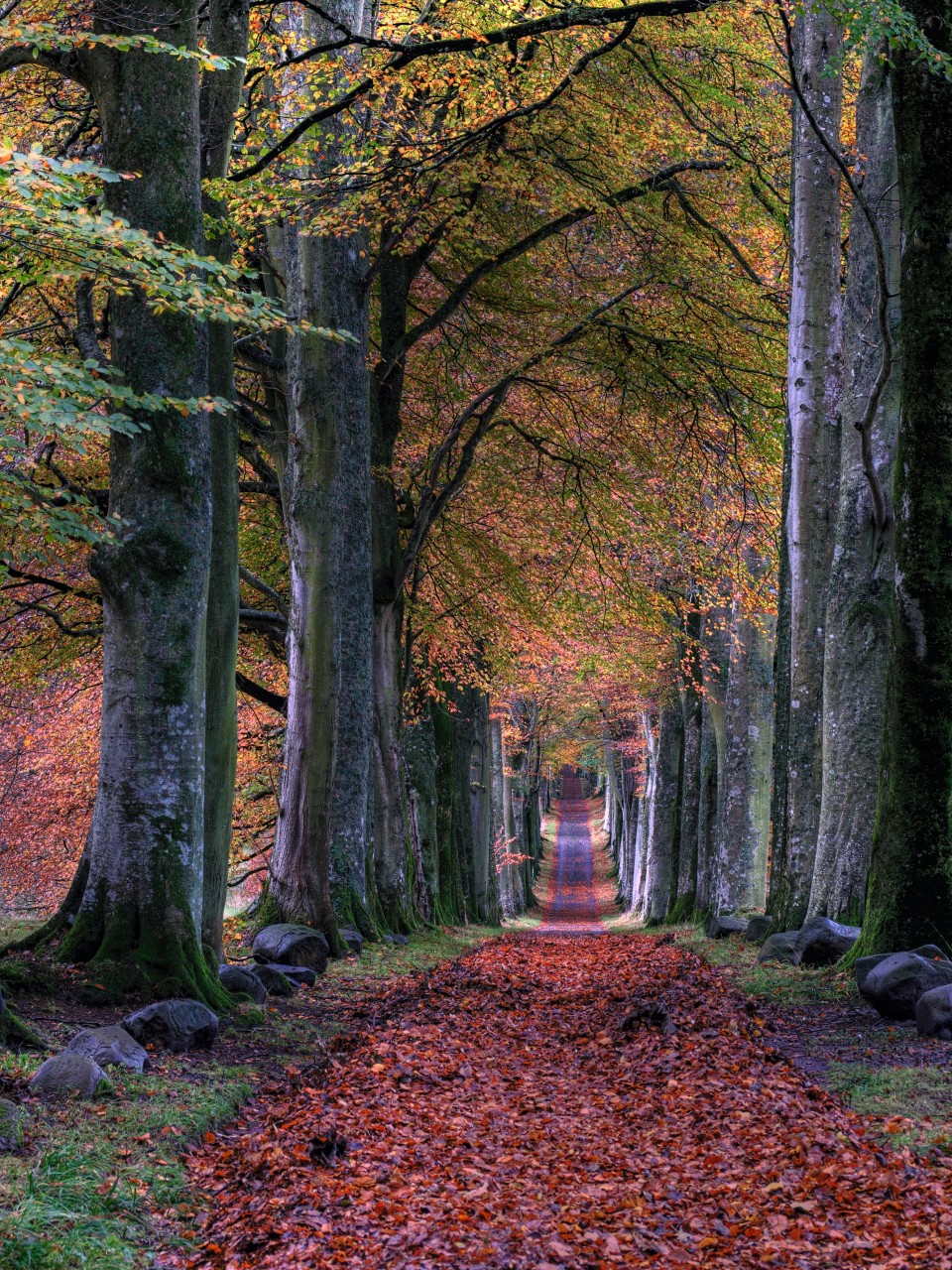 autumn-forest